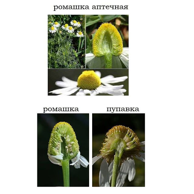 Ромашка аптечная фото и описание как отличить подделку