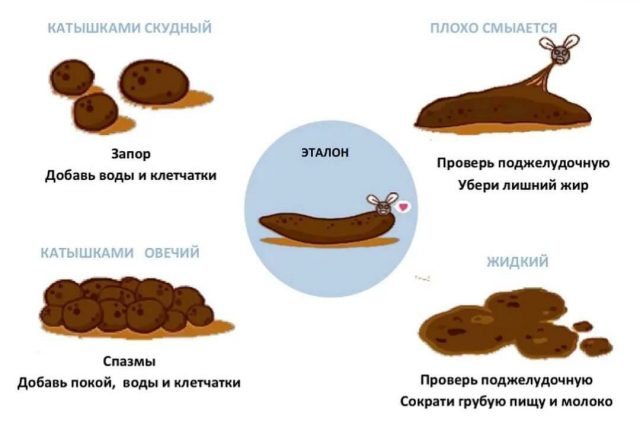 При приеме желчегонных цвет стула