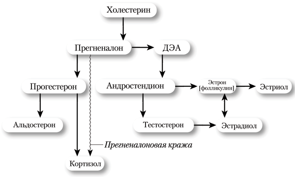 Елена корнилова анемия схема